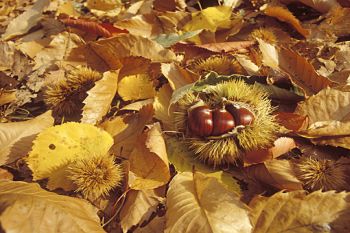 Autumn Special